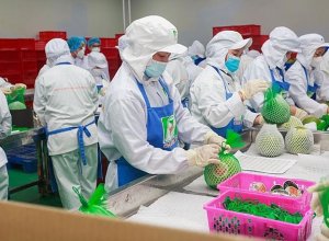 Xuất Khẩu Tăng Mạnh, Kỳ Vọng Đột Phá